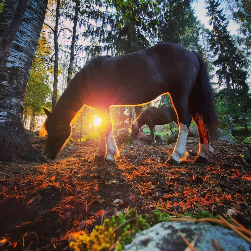 Hevonen jonka takana aurinko laskee tunnelmallisesti
